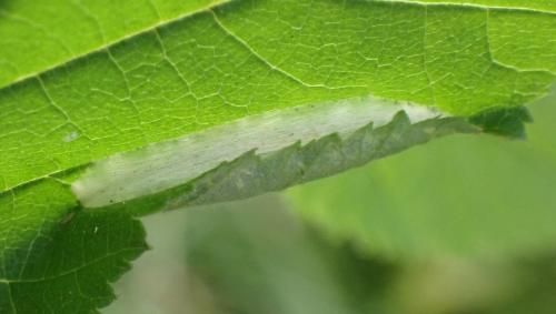 Réf. 336 438 : Phyllonorycter coryli